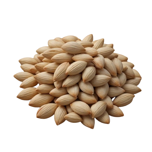Coriander Seed