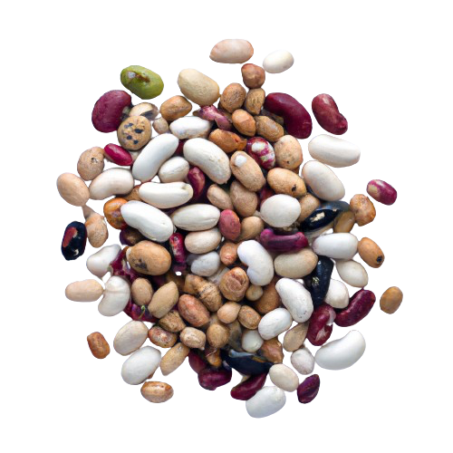 Dry Great Northern Bean