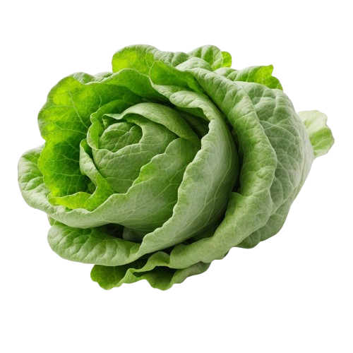 Green leaf lettuce