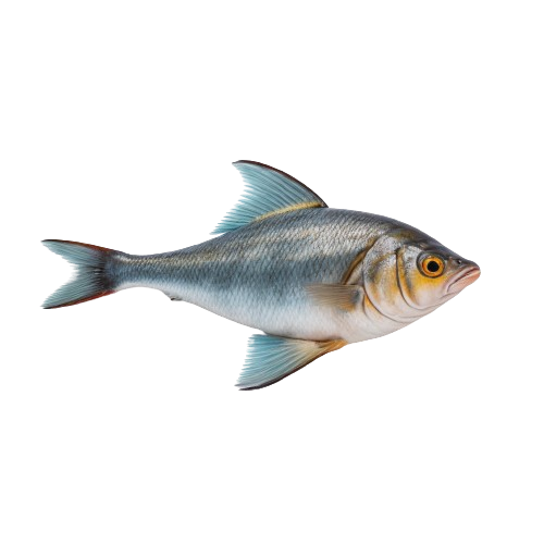 Haddock fish