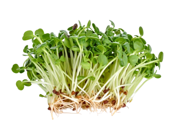 Microgreens