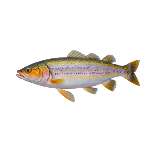 Rainbow trout fish
