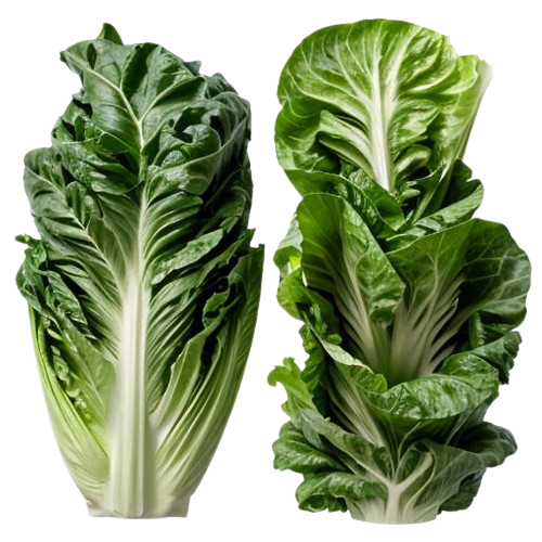 Romaine lettuce