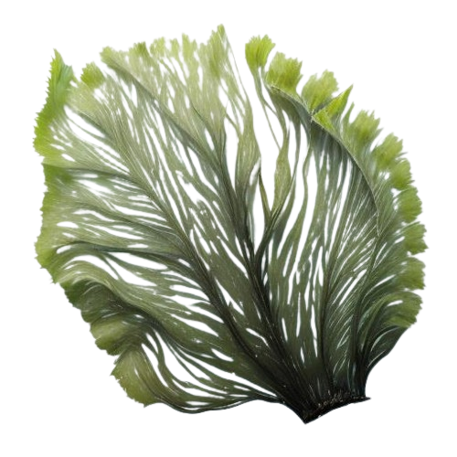 Seaweed