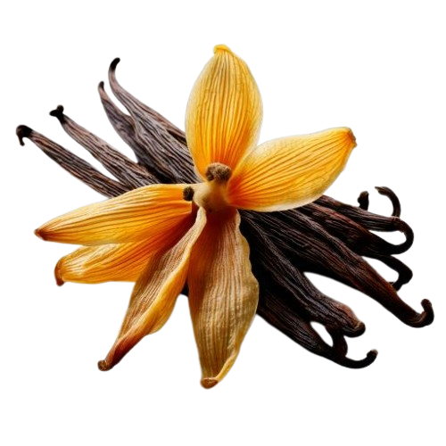 Vanilla